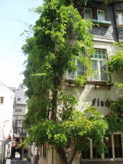 klatreplante på hus i Bacharach